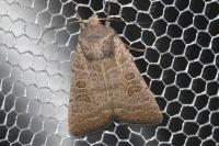 Hoplodrina ambigua