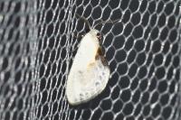 Cilix glaucata