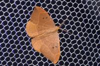 Watsonalla binaria