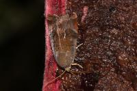 Noctua janthe/janthina