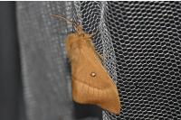 Lasiocampa quercus