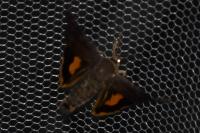 Noctua janthina