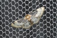 Idaea filicata