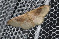 Idaea degeneraria