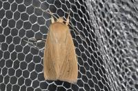 Mythimna pallens