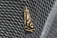 Emmelia trabealis