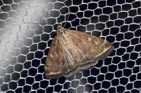 Loxostege sticticalis
