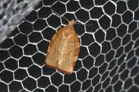 Pandemis cerasana