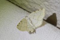 Stegania trimaculata