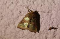 Diachrysia chrysitis