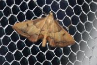 Endotricha flammealis