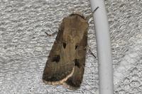 Agrotis exclamationis