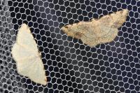 Stegania trimaculata