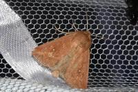 Mythimna albipuncta