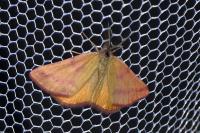 Lythria purpuraria