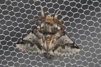 Thaumetopoea processionea