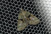 Cryphia algae