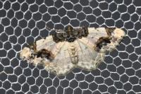 Ligdia adustata