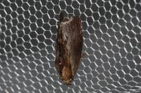 Galleria mellonella