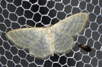 Idaea subsericeata