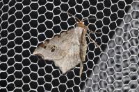 Macaria alternata