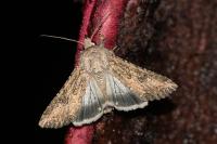 Anarta trifolii