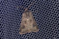 Agrotis bigramma