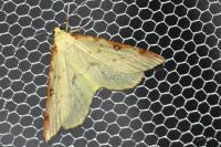 Opisthograptis luteolata