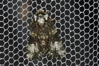 Craniophora ligustri