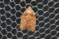 Carcina quercana