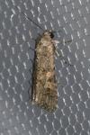 Spodoptera exigua