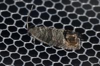 Cydia pomonella