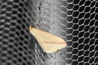 Rhodometra sacraria