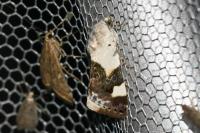Acontia lucida