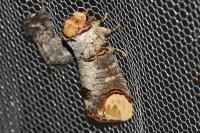 Phalera bucephala