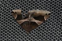Dysgonia algira
