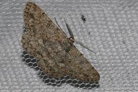 Hypomecis punctinalis