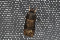 Agrotis ipsilon