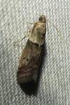 Acrobasis consociella