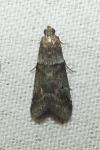 Acrobasis consociella