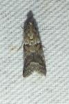 Acrobasis consociella