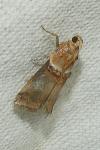 Acrobasis tumidana