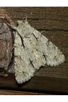 Acronicta psi/tridens
