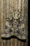 Acronicta rumicis