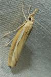 Agriphila selasella