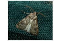 Agrotis bigramma