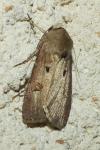 Agrotis exclamationis