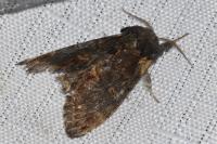 Notodonta dromedarius
