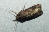 Agrotis ipsilon