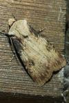 Agrotis puta